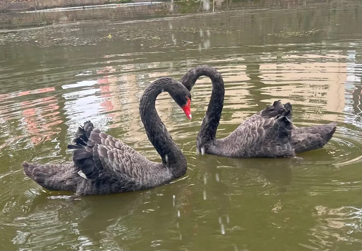 左尊嘟右假嘟(尊嘟假嘟,我们有黑天鹅)